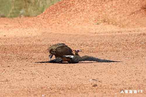 趴着的头巾兀鹫