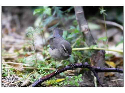 何种柳莺?多角度展示