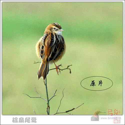 鸟片一种背景降噪的方法！