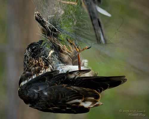 白尾海雕的命运...... 今日白尾海雕放飞播报！