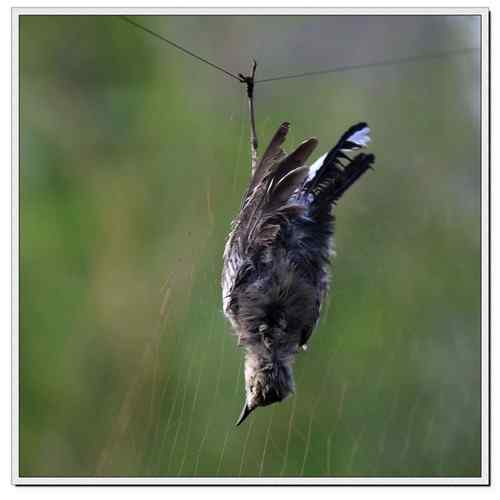 可怜的鸟儿：鸟儿命丧鱼塘