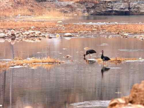 什么叫一举两得？