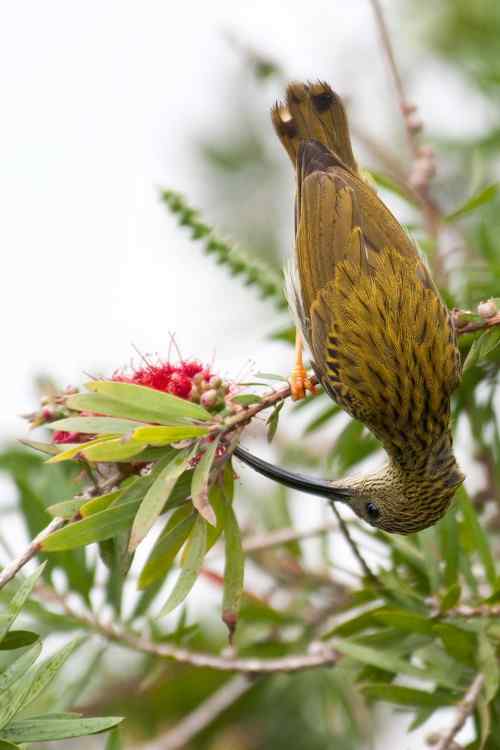 初探马来西亚 鸟类