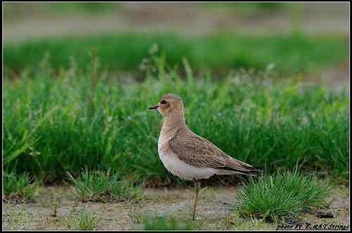 原画幅野生鸟类摄影俱乐部【精美组图】 原画幅野生鸟类摄影俱乐部【精美组图】