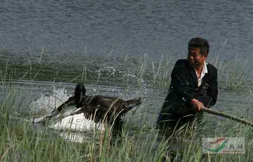 圆明园黑天鹅与工作人员展开搏斗