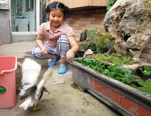救护池鹭雏鸟的的两个月