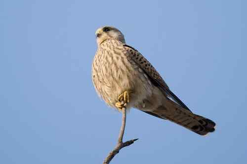 请版主帮助确认是红隼还是黄爪隼