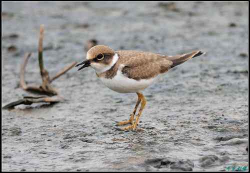 请教鸟名：亚成体金眶珩，还是铁嘴沙鸻非繁殖羽
