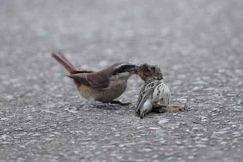 红尾伯劳 捕雀记