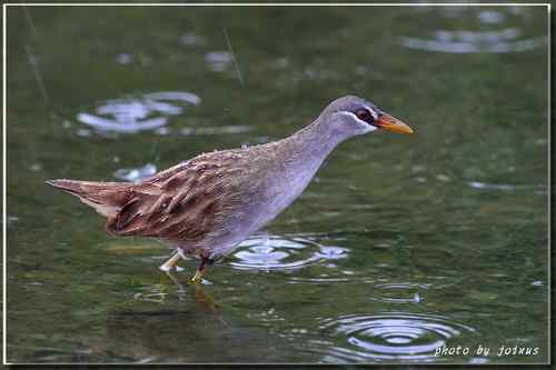 等了二十年 白眉田鸡