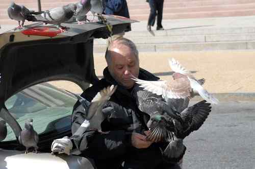 老人与鸽子