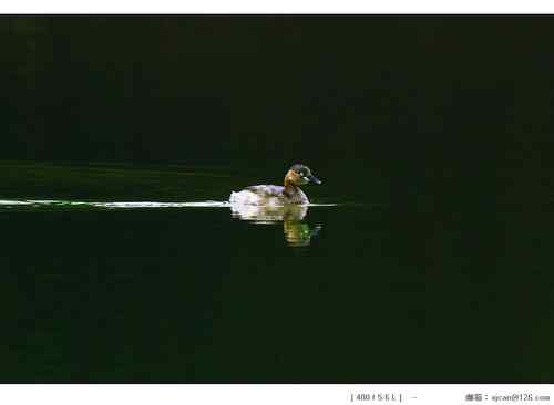 广东人观鸟散记