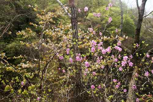 看看我长白山里的“宝贝”