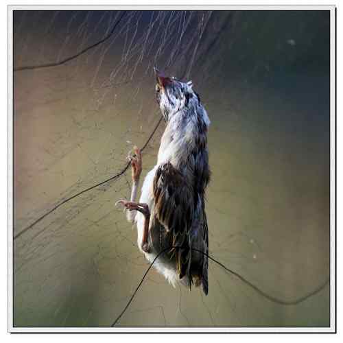 可怜的鸟儿：鸟儿命丧鱼塘