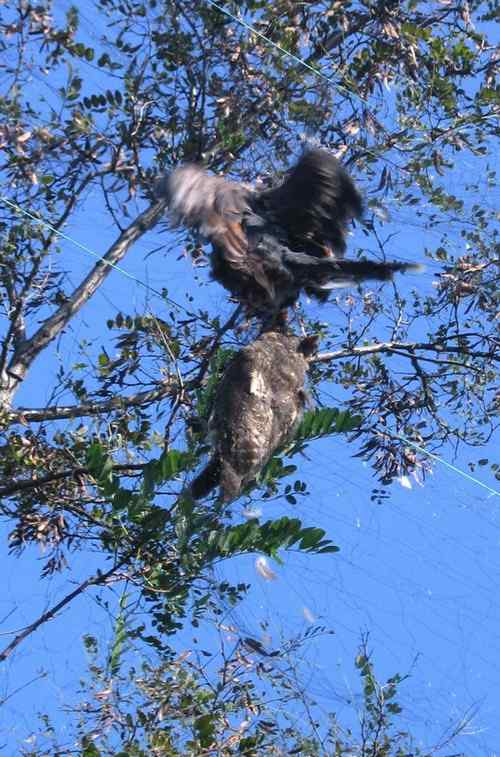 这些年干的这些(护鸟爱鸟)事 这些年干的这些(护鸟爱鸟)事