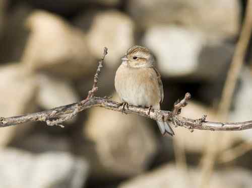 山东半岛：请教是什么鸟！