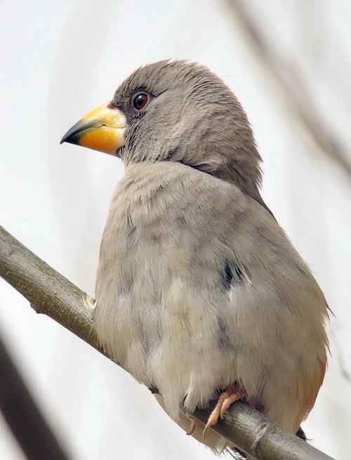 无语愧苍生：捕鸟和放生