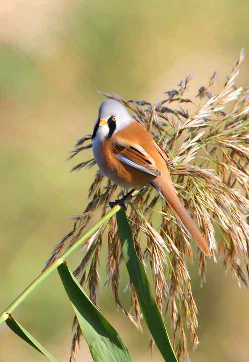 久久心仪的文须雀（续）