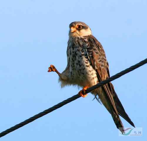 鸟网最幽默最诙谐的鸟类图片【组图】