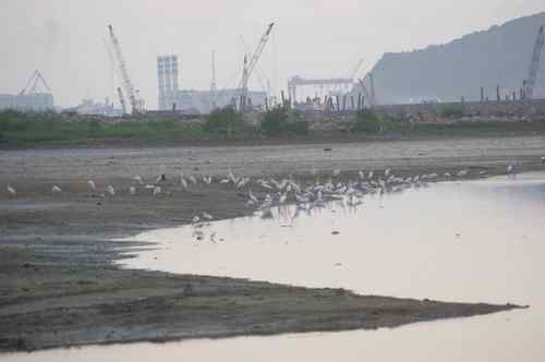 呼吁：珍惜深圳另一个“红树林”