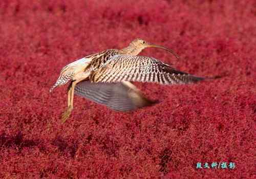 长喙英姿--各种杓鹬