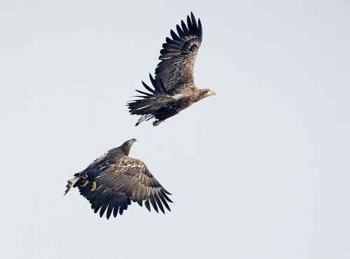 大连白尾海雕 大连白尾海雕