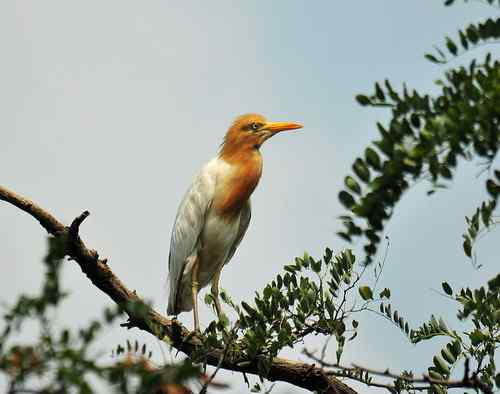 放飞记实：重伤的牛背鹭