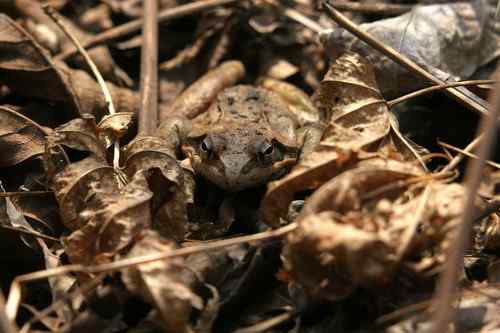 看看我长白山里的“宝贝”