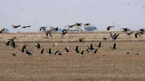 双台子河口保护区人鸟争食严重