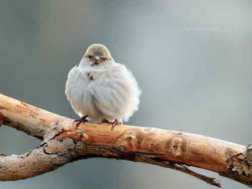 铁门关杂鸟记 黑顶麻雀