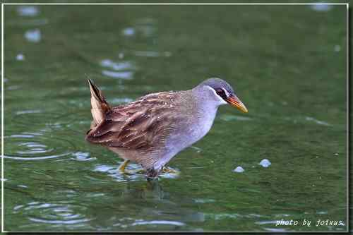等了二十年 白眉田鸡