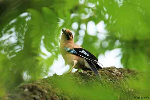 原画幅野生鸟类摄影俱乐部【精美组图】 原画幅野生鸟类摄影俱乐部【精美组图】