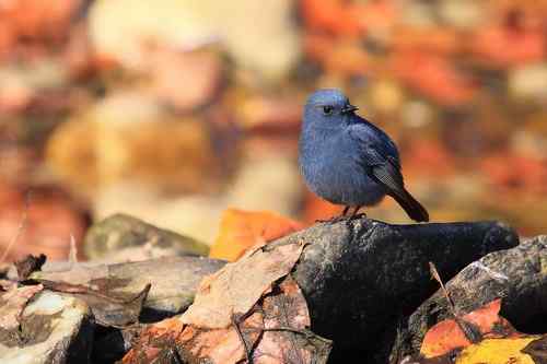 蓝色的鸟儿——红尾水鸲