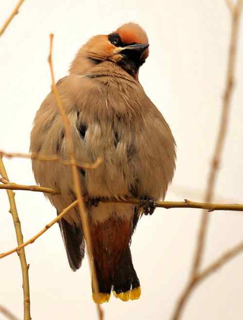 无语愧苍生：捕鸟和放生