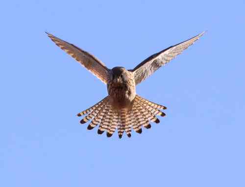 悬停飞姿大聚会