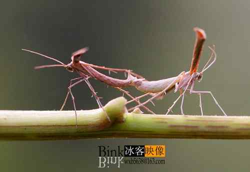 冰客的昆虫世界作品