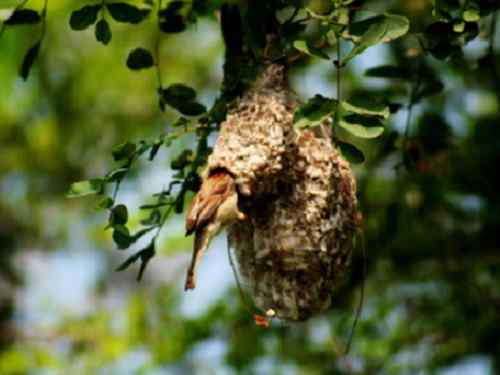 为中华攀雀喊冤
