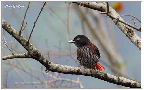 朱鸝 Maroon Oriole台灣特有亞種