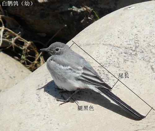 几种鹡鸰的辨别