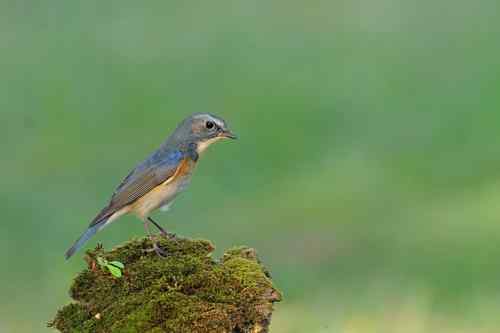 匆匆過客 台湾候鸟