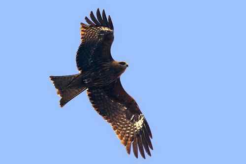 南京七里河 鸟类图片