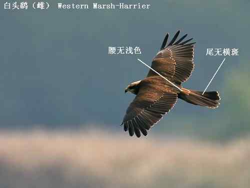 鹞的识别（归纳总结）