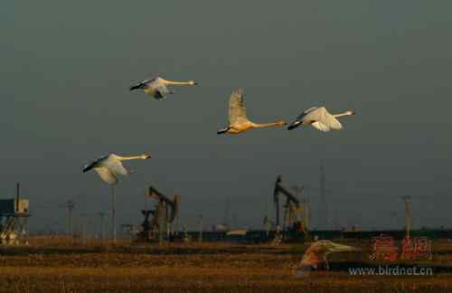 盘锦大天鹅 神韵十足