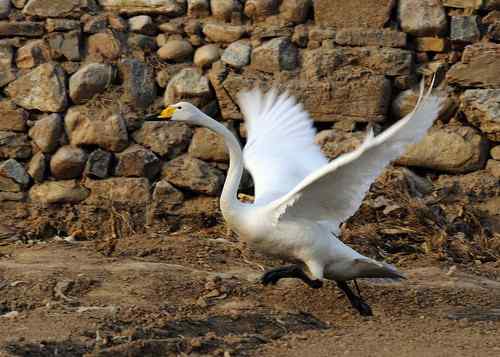 赏鹅却伤鹅:目睹了一只天鹅的受伤 赏鹅却伤鹅:目睹了一只天鹅的受伤