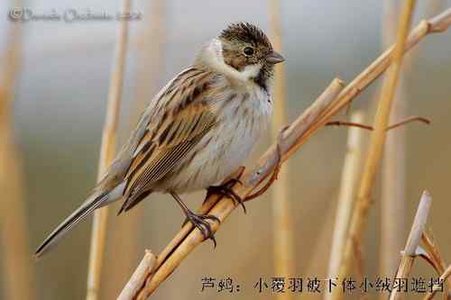 几种鹀的识别：芦鹀、苇鹀、红颈苇鹀