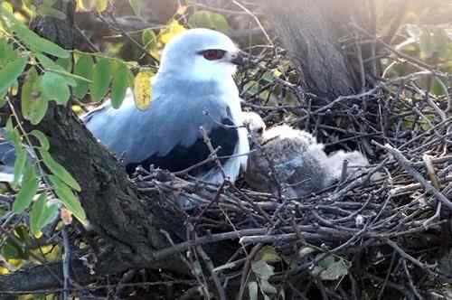 艰难生存的黑翅鸢