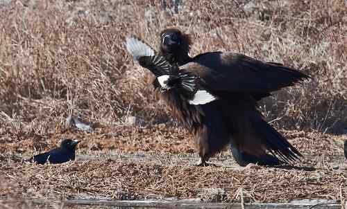 鸦、鹊戏秃鹫