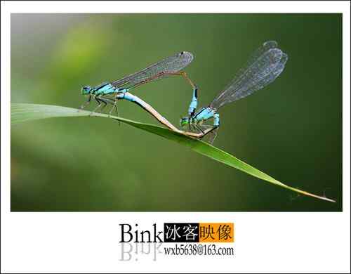 冰客的昆虫世界作品