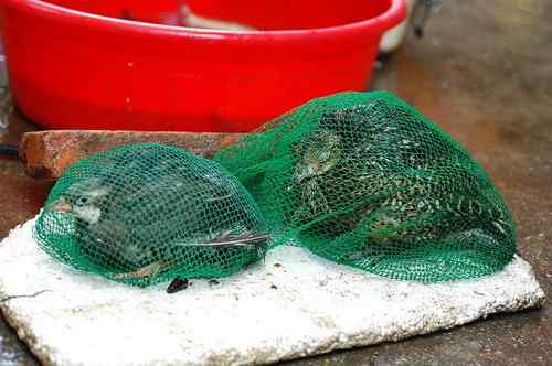 菜市场里待售的鸟