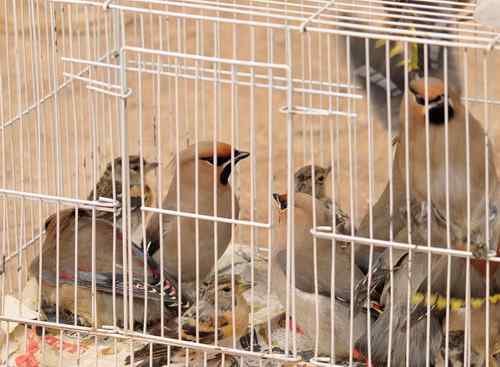 无语愧苍生：捕鸟和放生